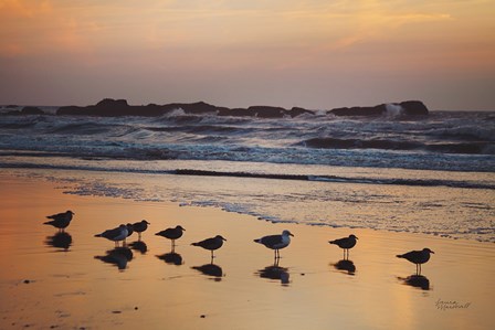 Kalaloch Birds IV by Laura Marshall art print