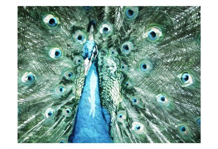 Looking Peacock by Milli Villa art print