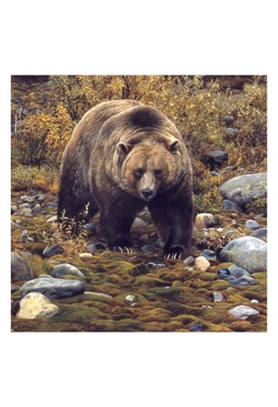Trailblazer - Grizzly Bear (detail) by Carl Brenders art print