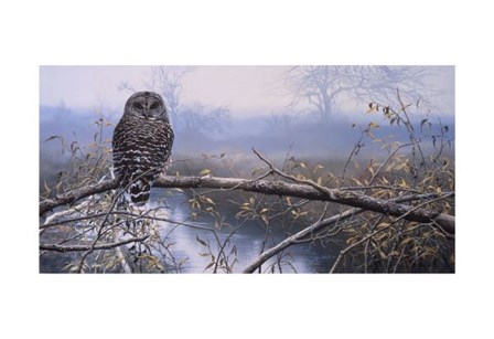 Autumn Mist - Barred Owl by John Seerey-Lester art print
