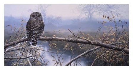 Autumn Mist - Barred Owl by John Seerey-Lester art print