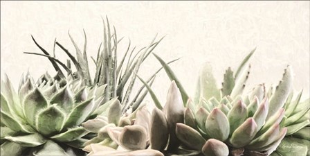 Soft Succulents II by Lori Deiter art print