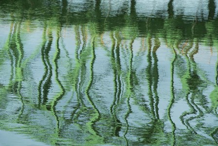 Green Bridge Reflection in Water by Cindy Miller Hopkins / Danita Delimont art print
