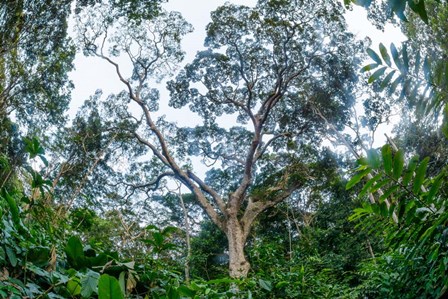 Marantaceae Forest Odzala-Kokoua National Park Congo by Roger de la Harpe / Danita Delimont art print