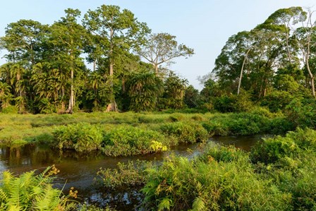 Lango Bai Odzala-Kokoua National Park Congo by Roger de la Harpe / Danita Delimont art print