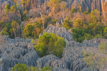 Limestone Formations, Tsingy de Bemaraha Strict Nature Reserve, Madagascar by Art Wolfe / Danita Delimont art print