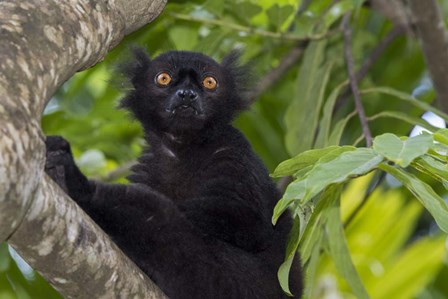 Madagascar Wild Black Lemur Male by Cindy Miller Hopkins / Danita Delimont art print