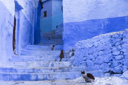 Cats in an Alley, Chefchaouen, Morocco by Brenda Tharp / Danita Delimont art print