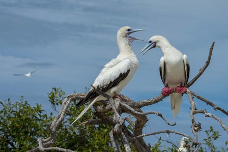 Pair of Red-Footed Boobies, Seychelles by Cindy Miller Hopkins / Danita Delimont art print