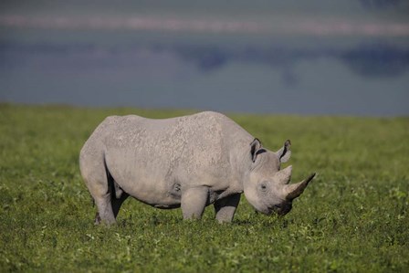 Black Rhinoceros at Ngorongoro Crater, Tanzania by Ralph H. Bendjebar / Danita Delimont art print