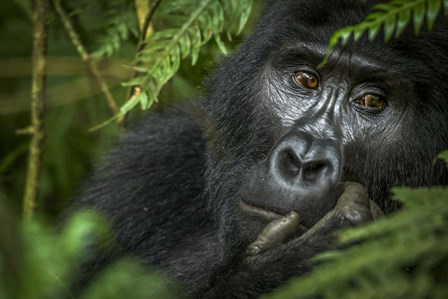 Mountain Gorilla, Bwindi Impenetrable Forest, Uganda by Roger de la Harpe / Danita Delimont art print