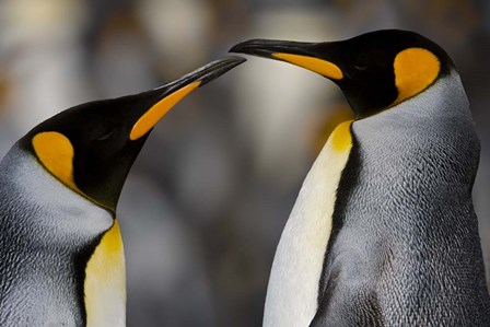 Antarctica, South Georgia, King Penguin Pair by George Theodore / Danita Delimont art print