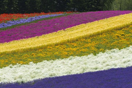 Colorful Flowers in a Lavender farm, Furano, Japan by Keren Su / Danita Delimont art print