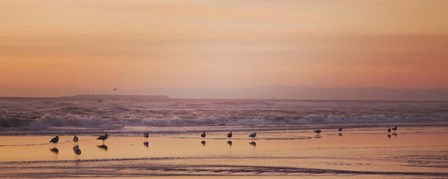 Kalaloch Birds V by Laura Marshall art print