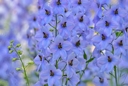 Blue Larkspur Flowers by Cora Niele art print