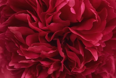 Carmine Red Peony Flower by Cora Niele art print