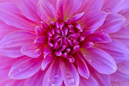 Fuchia-Pink Dahlia by Cora Niele art print