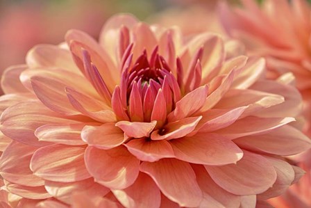 Peach Colored Dahlia Flower by Cora Niele art print