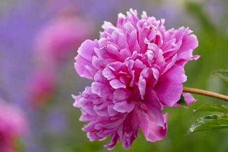 Peony Flower by Cora Niele art print
