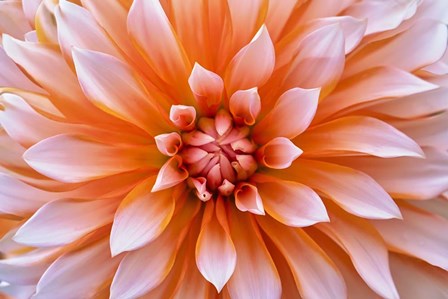 White Orange Dahlia Flower by Cora Niele art print