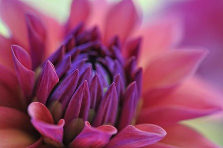 Dahlia Centre Pink Purple by Cora Niele art print