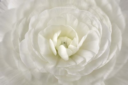 White Persian Buttercup Flower by Cora Niele art print
