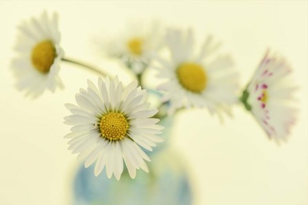 Nostalgic Daisies  Still Life by Cora Niele art print
