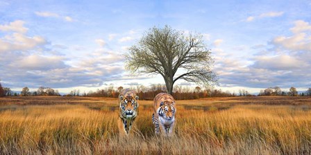 Wild Cats by Ata Alishahi art print