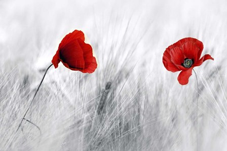 Twin Poppy by Ata Alishahi art print
