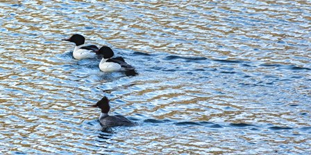 Alaskan Ducks by Brenda Petrella Photography LLC art print