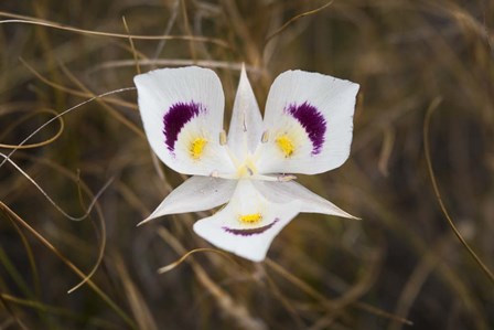 Mariposa Lily by Brenda Petrella Photography LLC art print