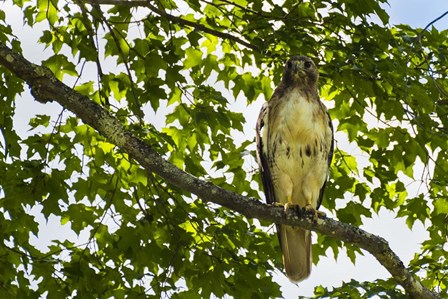 Red Tailed Hawk by Brenda Petrella Photography LLC art print