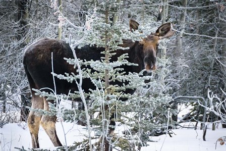 Young Bull Moose by Brenda Petrella Photography LLC art print