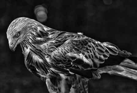 Red Kite Looking Down - Black &amp; White by Duncan art print