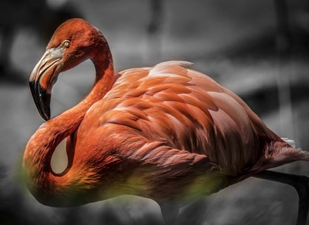 Flamingo - Black &amp; White by Duncan art print