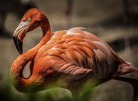 Flamingo by Duncan art print