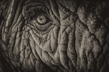 Elephant Close Up II Sepia by Duncan art print