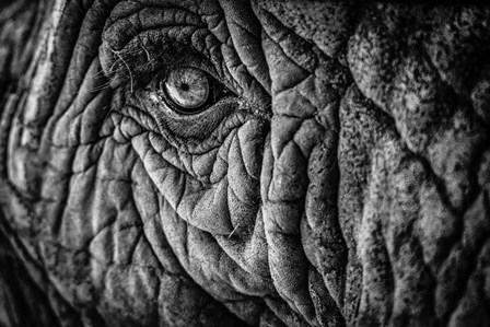 Elephant Close Up II - Black &amp; White by Duncan art print