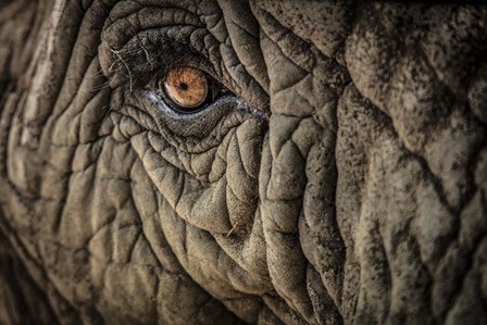 Elephant Close Up II by Duncan art print