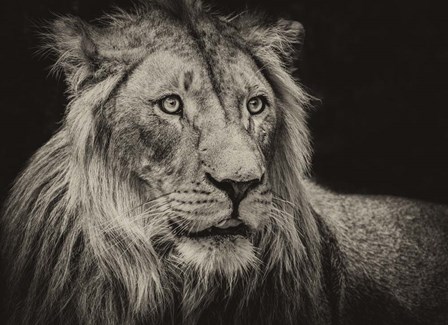 The Lion Sepia by Duncan art print