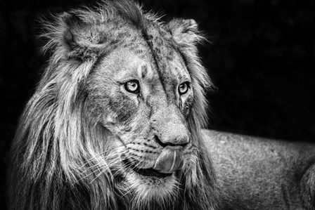 The Lion III - Black &amp; White by Duncan art print