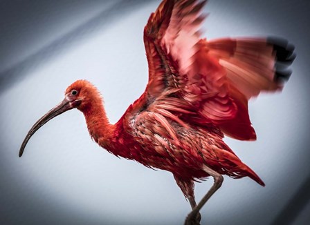 Red Bird II by Duncan art print