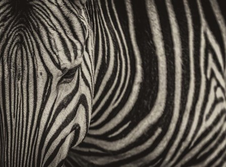 Zebra Sepia by Duncan art print