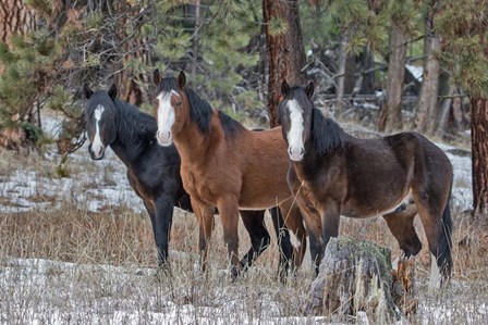 Ochoco Bachelors by Larry McFerrin art print