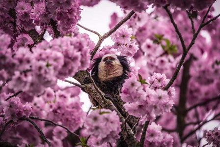 Blossem Tree Monkey II by Duncan art print