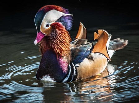 Mandarin Duck by Duncan art print