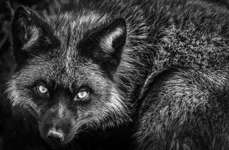 Silver Fox II Black &amp; White by Duncan art print