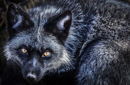 Silver Fox II by Duncan art print