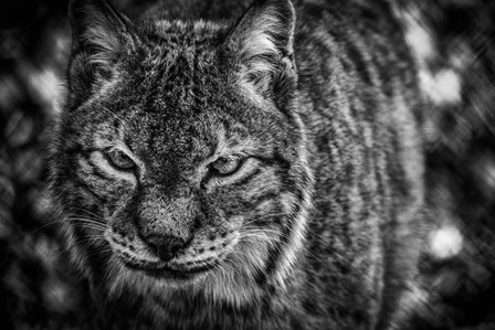 Lynx Front  Black &amp; White by Duncan art print