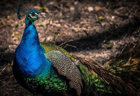 Peacock II by Duncan art print